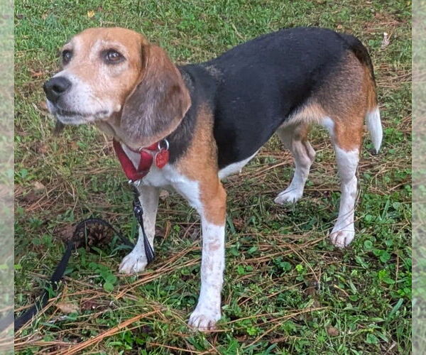 Medium Photo #11 Beagle Puppy For Sale in Dunnellon, FL, USA