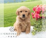 Small #3 Golden Retriever