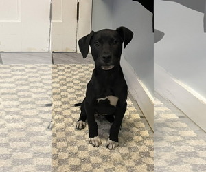 Labrador Retriever-Unknown Mix Dogs for adoption in SHERBURNE, NY, USA