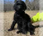 Small Photo #3 Goldendoodle Puppy For Sale in PALESTINE, TX, USA