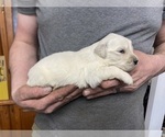 Small Photo #4 Golden Retriever Puppy For Sale in WEAVERVILLE, NC, USA