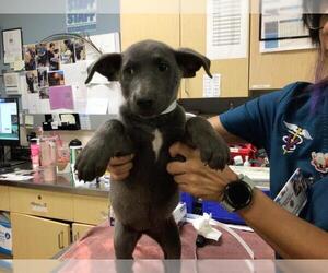 Labrador Retriever-Unknown Mix Dogs for adoption in Riverside, CA, USA