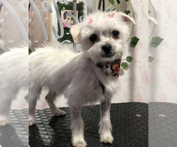 Medium Photo #6 Maltese-Unknown Mix Puppy For Sale in Dana Point, CA, USA