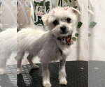 Small #5 Maltese Mix