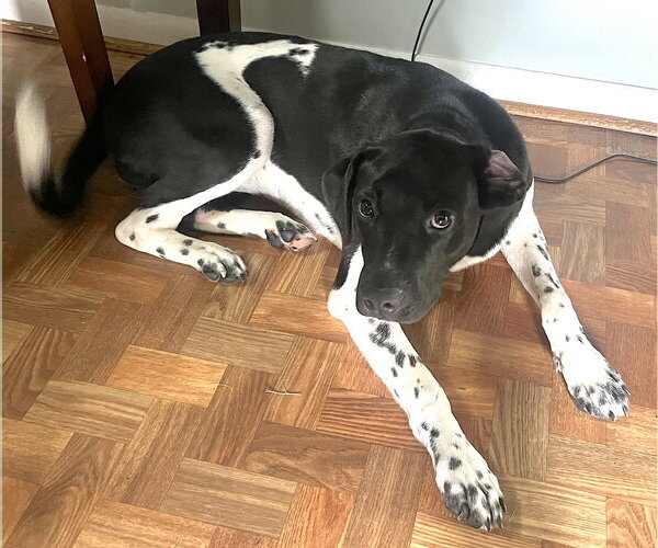 Medium Photo #3 German Shorthaired Pointer Puppy For Sale in Mount Airy, NC, USA