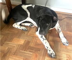 Small #2 German Shorthaired Pointer