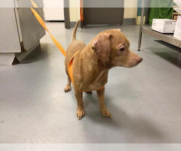 Medium Photo #36 Dachshund-Unknown Mix Puppy For Sale in Sebec, ME, USA