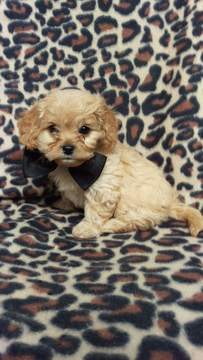 Medium Photo #3 Cavachon Puppy For Sale in EDEN, PA, USA