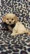 Small Photo #3 Cavachon Puppy For Sale in EDEN, PA, USA