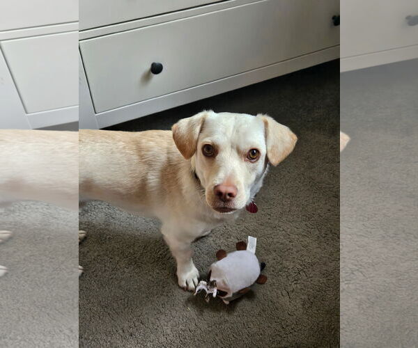 Medium Photo #7 Dachsador Puppy For Sale in Bellevue, WA, USA