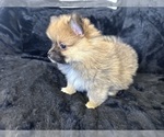 Small Photo #4 Pomeranian Puppy For Sale in TEMECULA, CA, USA