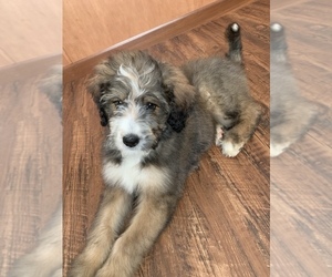 Bernedoodle Puppy for sale in EAU CLAIRE, WI, USA