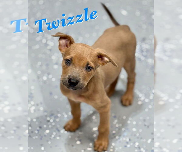 Medium Photo #2 American Pit Bull Terrier-Labrador Retriever Mix Puppy For Sale in Lakewood, CO, USA