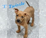 Small #1 American Pit Bull Terrier-Labrador Retriever Mix