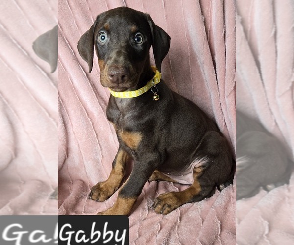 Medium Photo #2 Doberman Pinscher Puppy For Sale in POMEROY, OH, USA