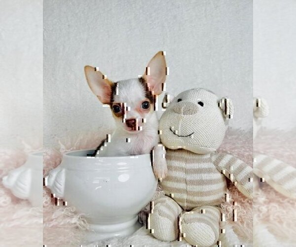 Medium Photo #18 Chihuahua Puppy For Sale in FORT LAUDERDALE, FL, USA