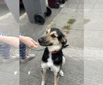 Small #4 German Shepherd Dog Mix