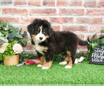 Small #7 Bernese Mountain Dog