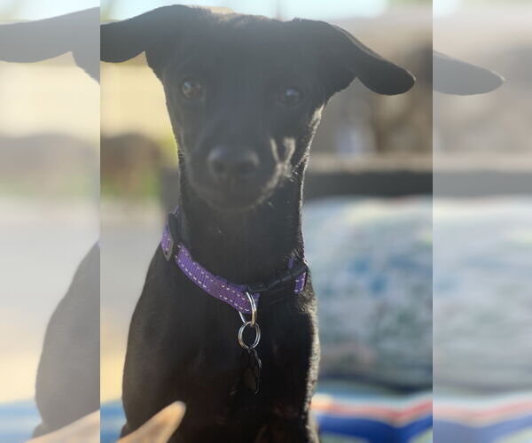 Medium Photo #4 Chihuahua Puppy For Sale in Menifee, CA, USA