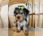Small Photo #5 Yorkshire Terrier Puppy For Sale in LANCASTER, MO, USA