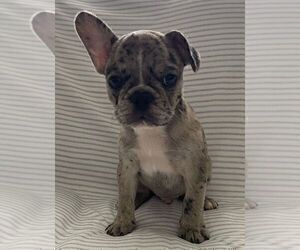 French Bulldog Puppy for sale in JOHNS ISLAND, SC, USA