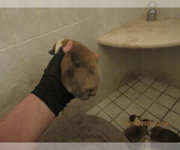 Medium Photo #5 Collie Puppy For Sale in HIGH POINT, NC, USA