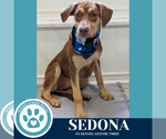 Small #6 Labrador Retriever Mix