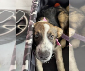 Ember - Female Bernese Mountain Dog-Unknown Mix Dog for Adoption - Photo #2