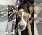 Small Photo #2 Bernese Mountain Dog-Unknown Mix Puppy For Sale in Holly Springs, NC, USA