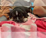 Small #3 Mutt