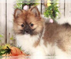 Pomeranian Puppy for sale in MOUNT VERNON, OH, USA