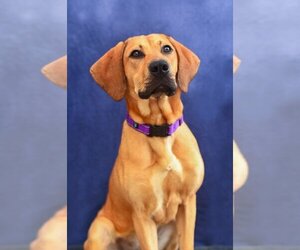 Bloodhound-Unknown Mix Dogs for adoption in Gloversville, NY, USA