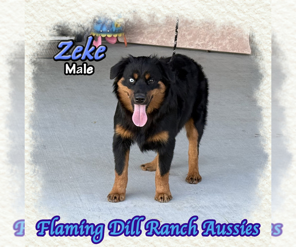 Medium Photo #1 Miniature Australian Shepherd Puppy For Sale in FORESTBURG, TX, USA