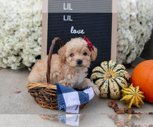 Medium Miniature Labradoodle