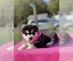 Small Photo #4 Siberian Husky Puppy For Sale in ANTIOCH, TN, USA