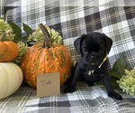 Puppy Tilda Puggle