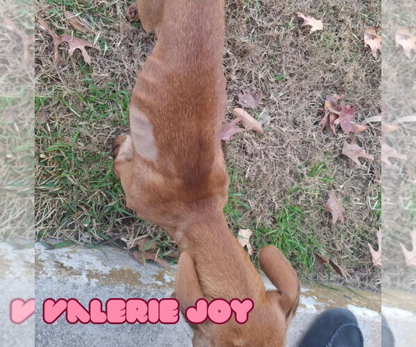 Medium Photo #15 Chiweenie Puppy For Sale in San Antonio, TX, USA