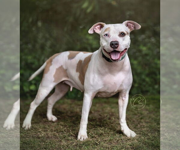 Medium Photo #4 American Pit Bull Terrier-Huskies  Mix Puppy For Sale in Marina Del Rey, CA, USA