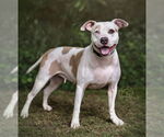 Small #3 American Pit Bull Terrier-Huskies  Mix
