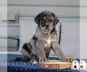 Labrador Retriever-Miniature Bernedoodle Mix Puppy for sale in NARVON, PA, USA