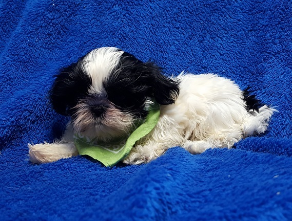 Medium Photo #14 Shih Tzu Puppy For Sale in BUFFALO, MO, USA