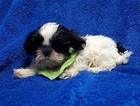 Small Photo #14 Shih Tzu Puppy For Sale in BUFFALO, MO, USA