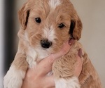 Small Photo #1 Goldendoodle (Miniature) Puppy For Sale in BATTLE GROUND, WA, USA