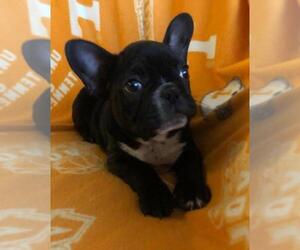 Faux Frenchbo Bulldog Puppy for sale in SPENCER, TN, USA