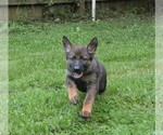Puppy Puppy 2 German Shepherd Dog