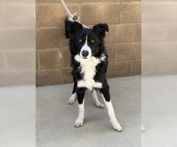 Medium Photo #1 Border Collie Puppy For Sale in Salinas, CA, USA