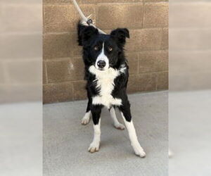 Border Collie Dogs for adoption in Salinas, CA, USA