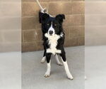 Small Border Collie