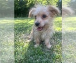 Small #6 Morkie