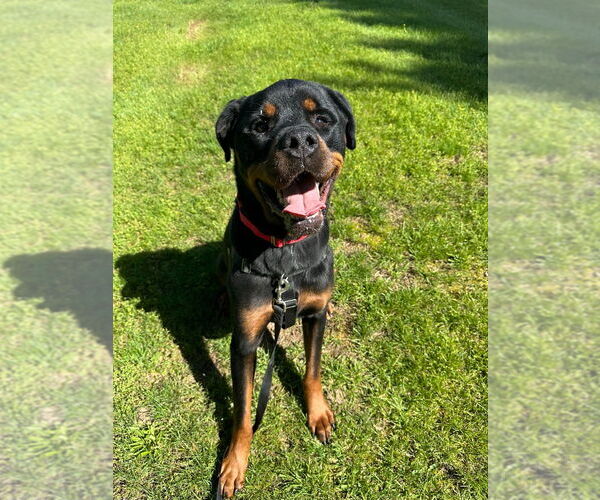 Medium Photo #7 Rottweiler Puppy For Sale in Lawrenceville, NJ, USA